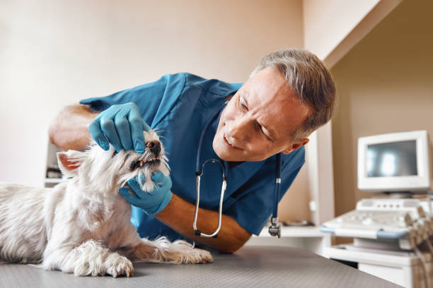 Best Emergency Root Canal Treatment in Wildwood Lake, TN